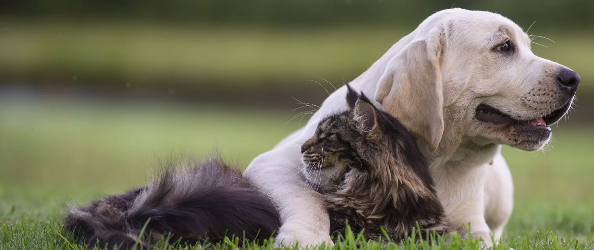 Pensione per animali